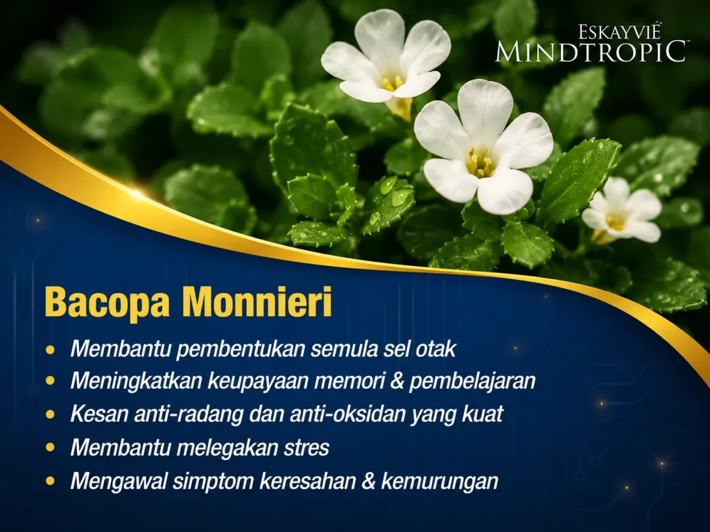 Bahan Bacopa Monnieri dalam Eskayvie Mindtropic